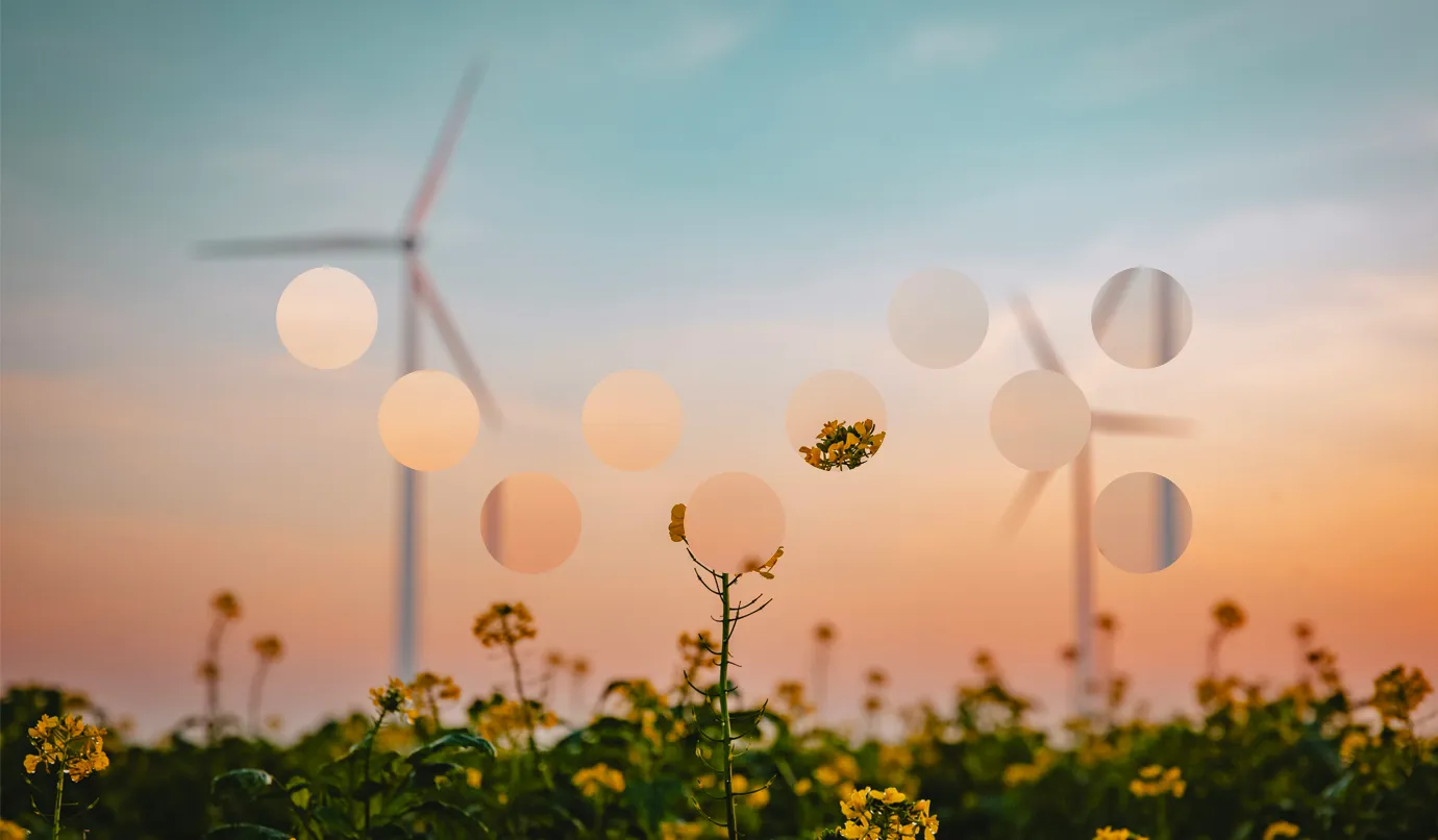 Wind turbines behind flowers in a field under a sunset